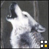 xx-Picur{de}Ploaie-xx